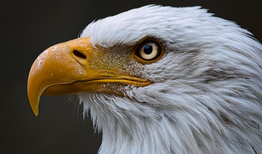 Большой орел с острым желтым клювом