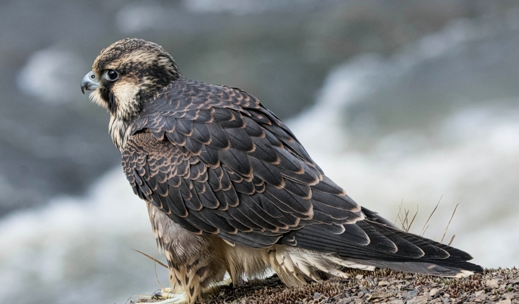 Большой серый сокол готовится к полету