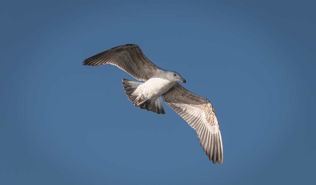 Большая серая чайка в голубом небе