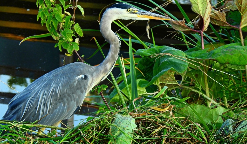 Большая серая цапля в зеленой траве