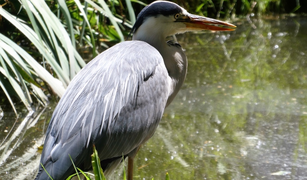 Большая серая цапля в воде 