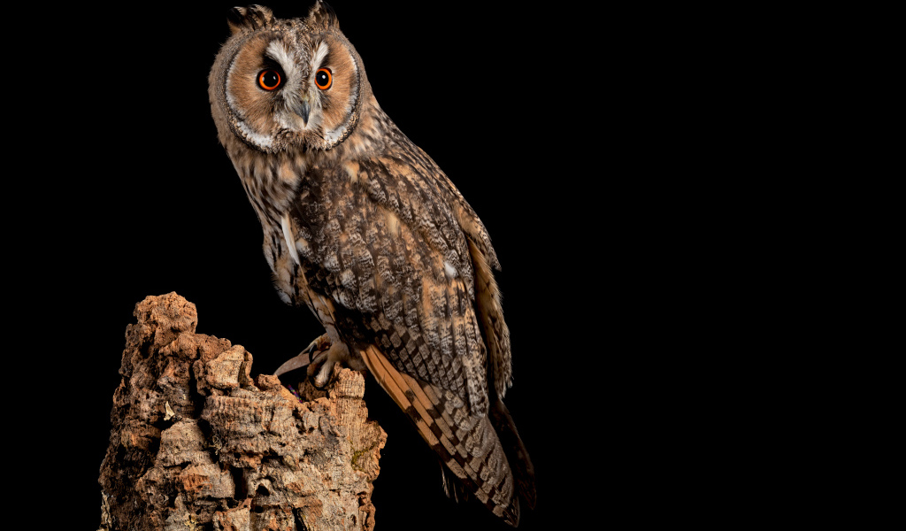 Большая сова на сухом дереве на черном фоне