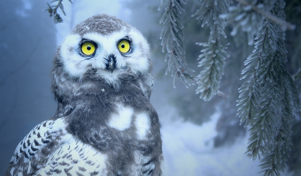 Большая снежная сова с желтыми глазами сидит на ветке