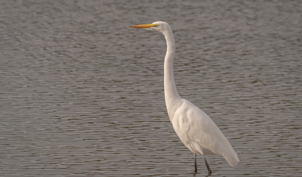 Большая белая цапля стоит в воде