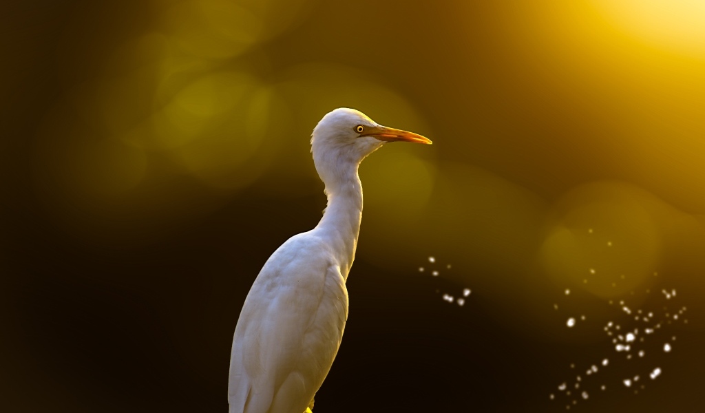 Большая белая цапля крупным планом