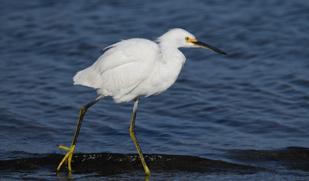 Большая белая цапля идет по воде