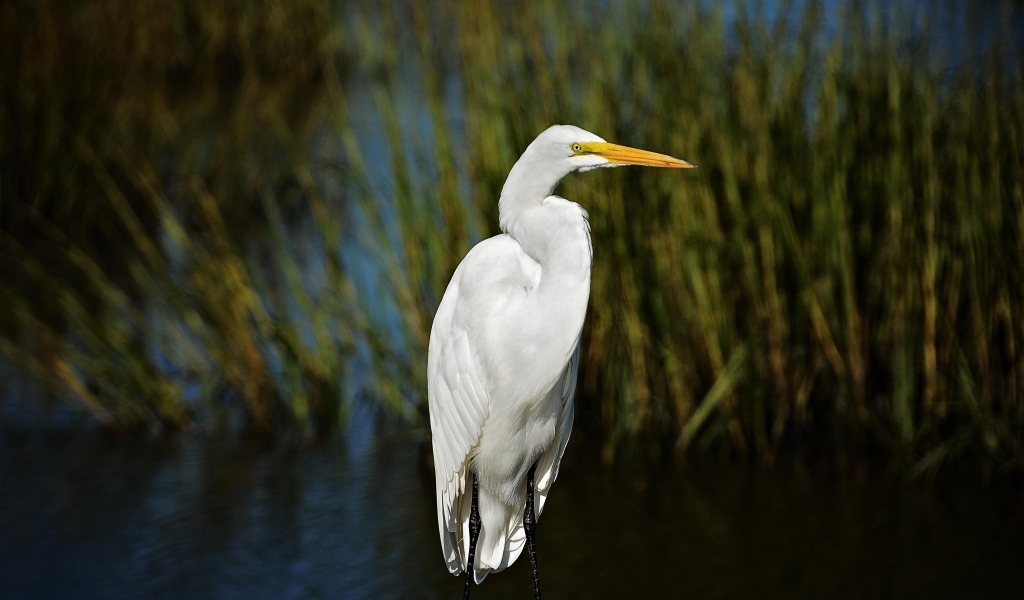 Большая белая цапля с острым клювом в воде
