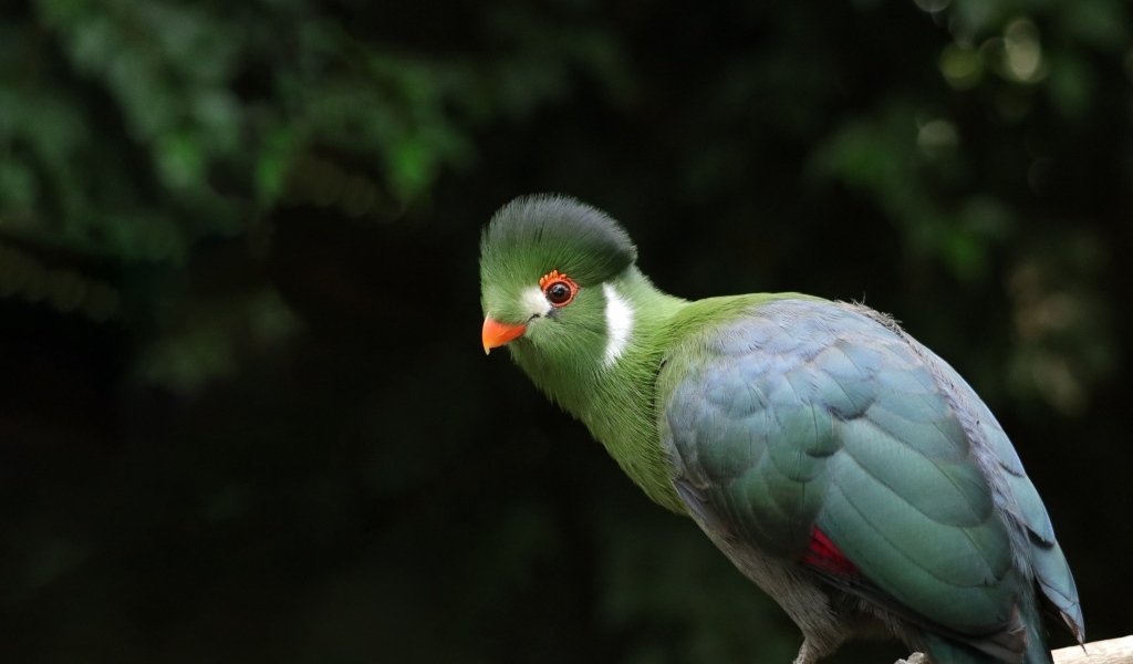 Зеленый белощекий турако птица