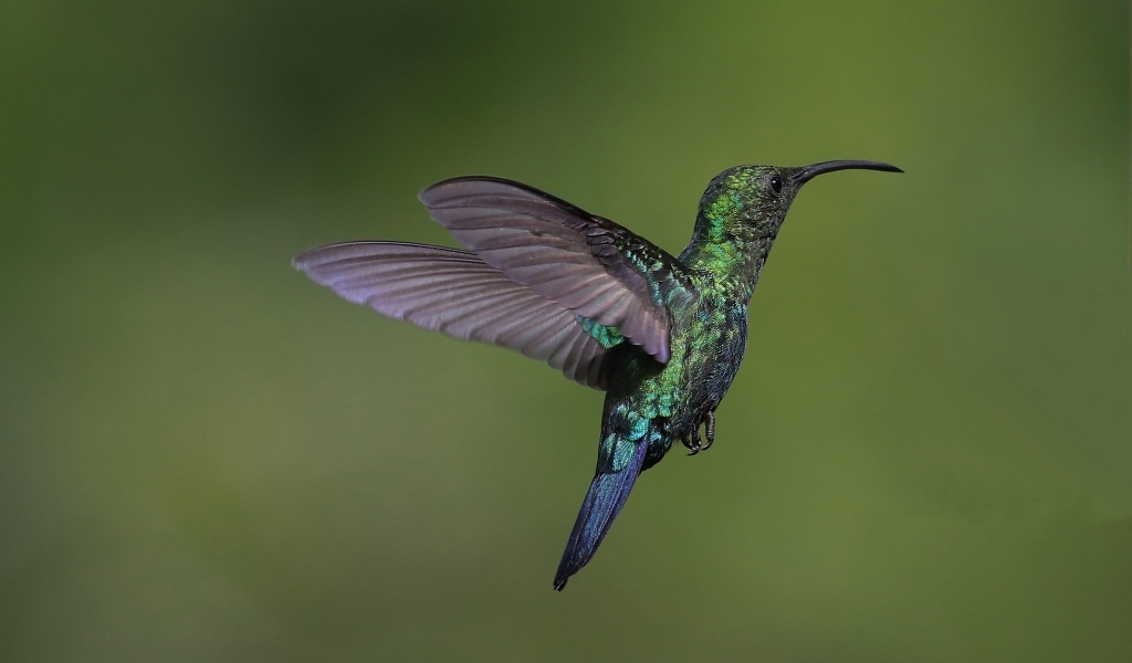 Зеленая птица колибри крупным планом