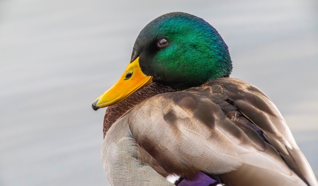 Зеленая голова у утки кряква