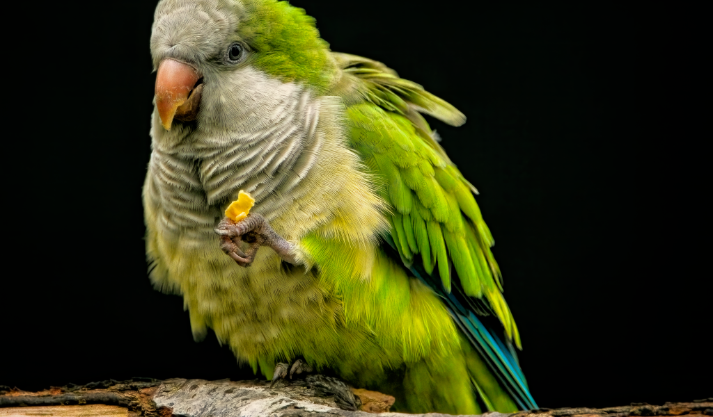 Зеленый попугай сидит на сухой ветке