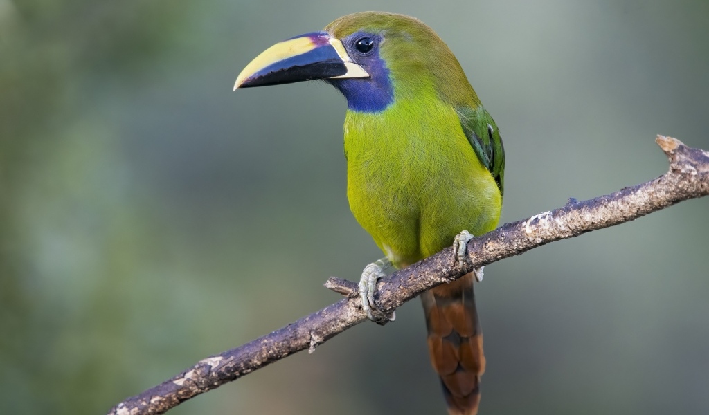 Зеленый тукан сидит на ветке