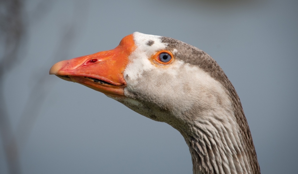 Голова домашнего гуся с голубыми глазами