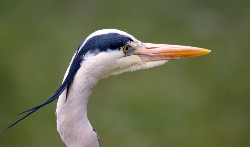 Голова цапли с острым клювом