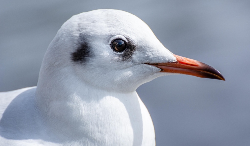 Голова чайки с острым клювом 