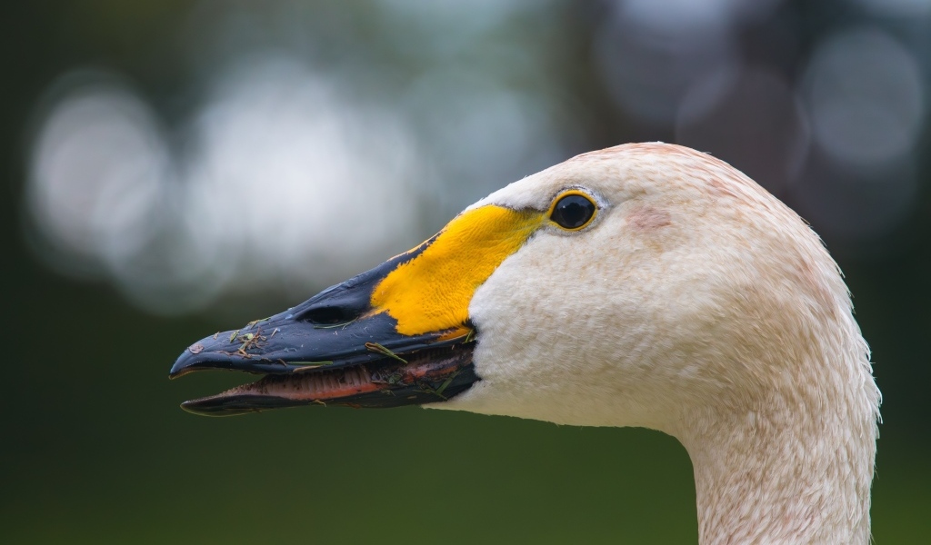 Голова белого лебедя с черным клювом