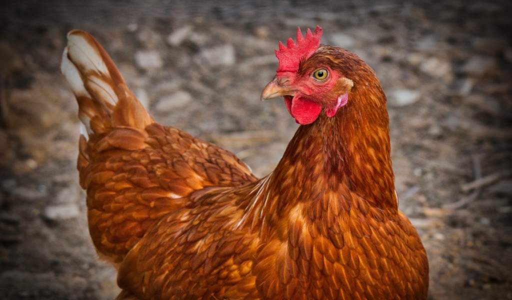 Домашняя коричневая курица наседка