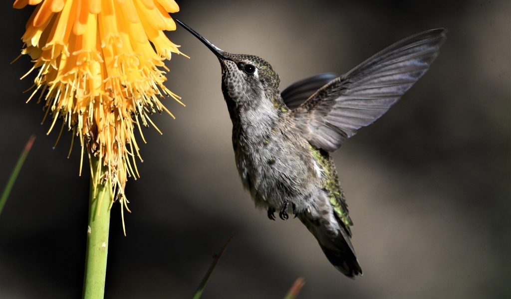 Птица колибри собирает нектар с цветка