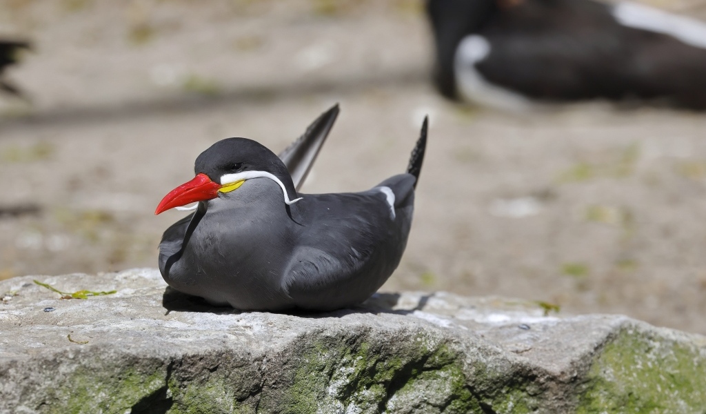 Птица крачка инков лежит  на камне