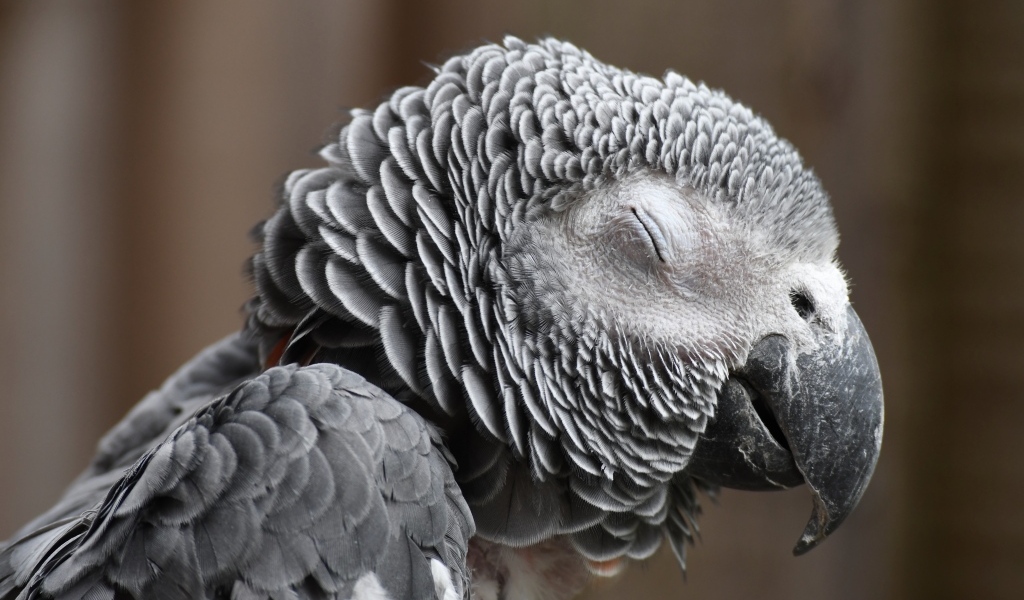 Попугай жако с закрытыми глазами