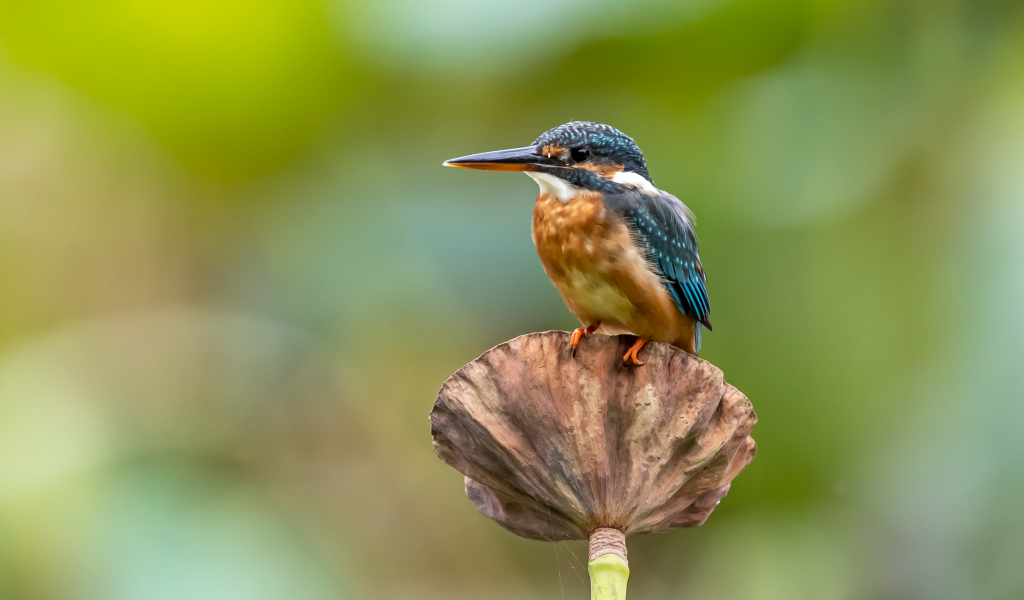Птица зимородок сидит на растении
