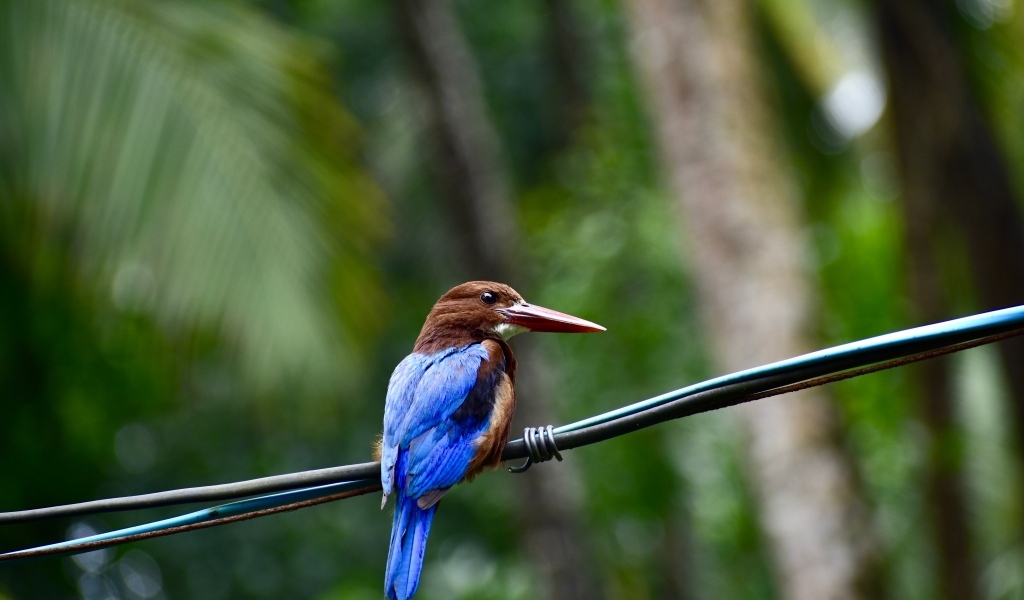 Птица зимородок сидит на проводах