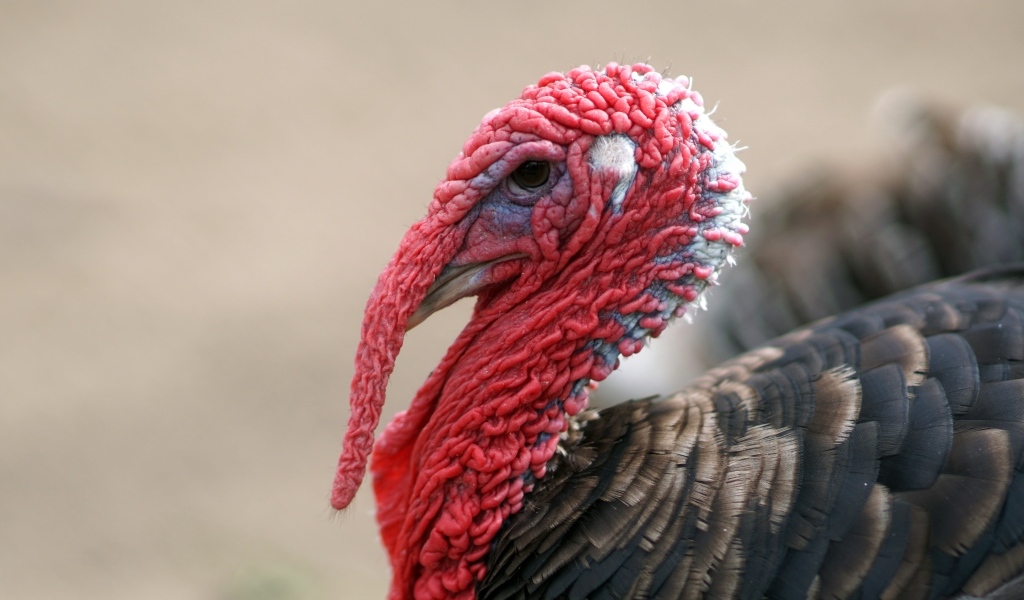 Большой домашний индюк с красной головой