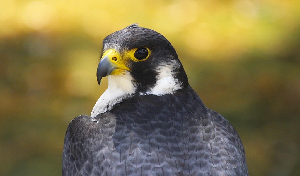 Большой сокол с острым клювом