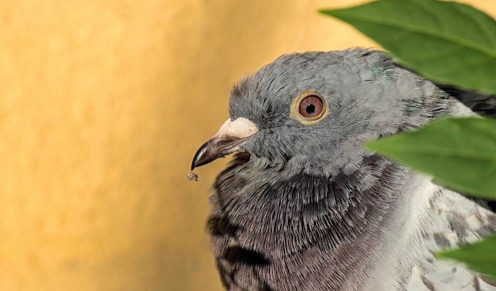 Большой серый голубь с острым клювом