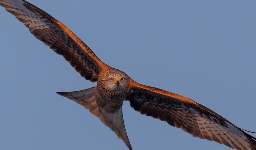 Большой хищный коршун в небе