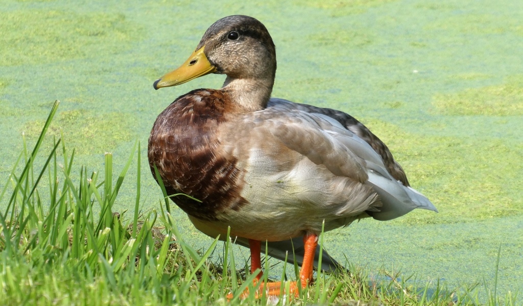 Большая дикая утка у покрытого тиной пруда