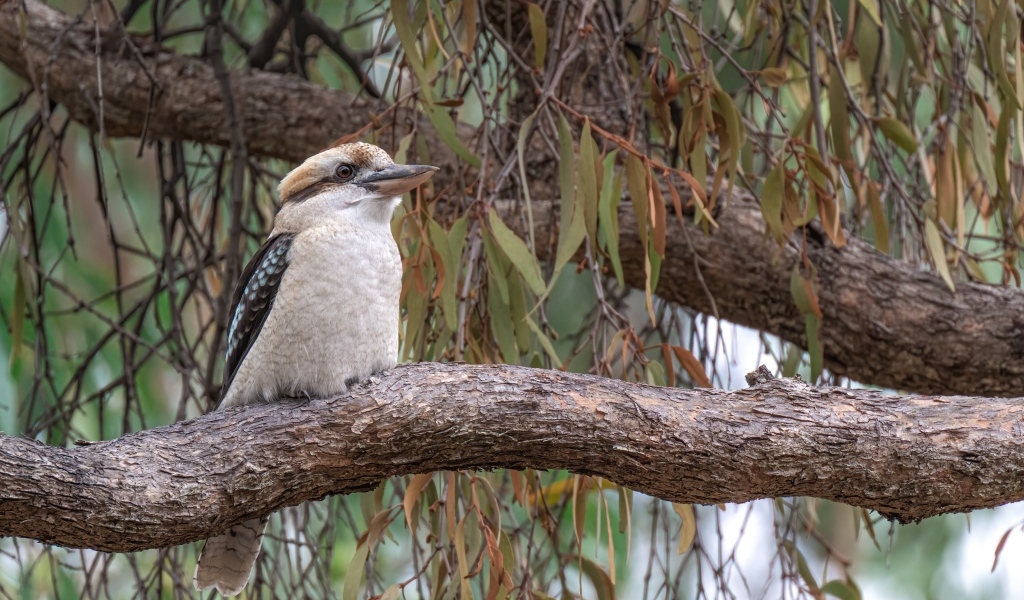 Птица смеющийся кукабарра сидит на ветке