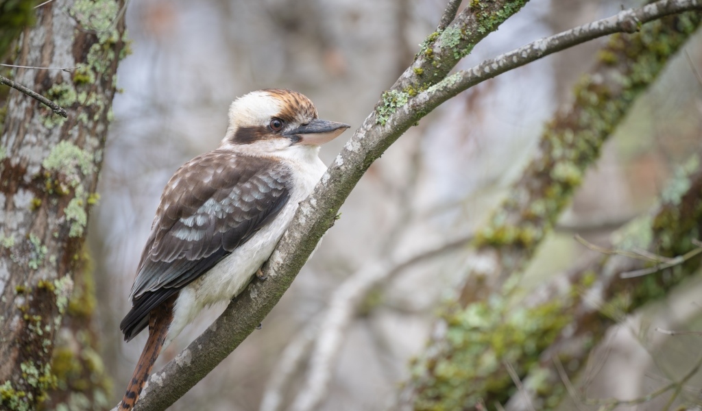 Птица смеющийся  кукабарра сидит на ветке