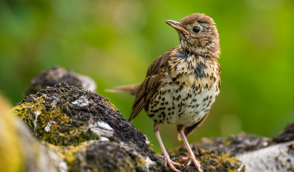 Маленький Певчий дрозд сидит на камне
