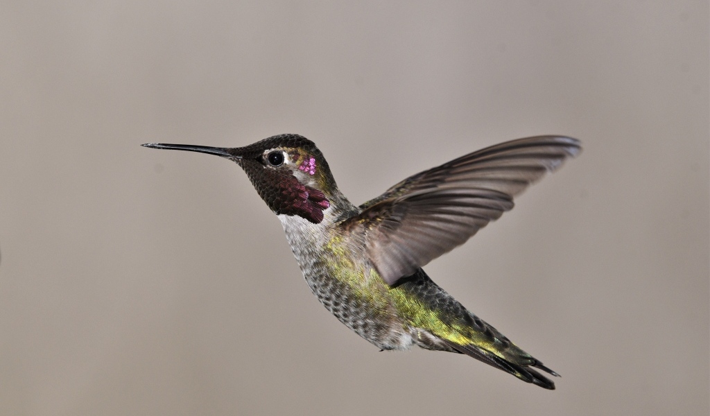 Маленькая птица колибри крупным планом