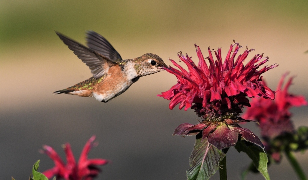 Маленькая птица колибри пьет нектар с красного цветка