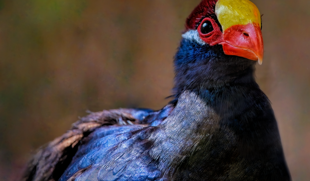 Маленькая птица фиолетовый турако