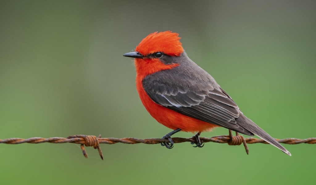 Маленькая птица алая мухоловка сидит на проволоке