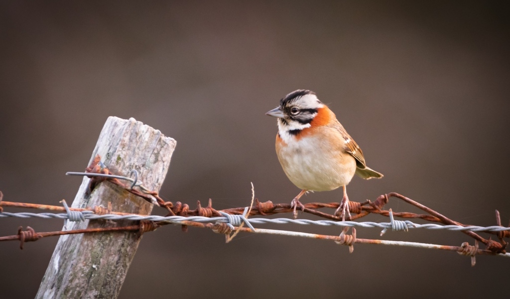 Маленькая птичка сидит на колючей проволоке