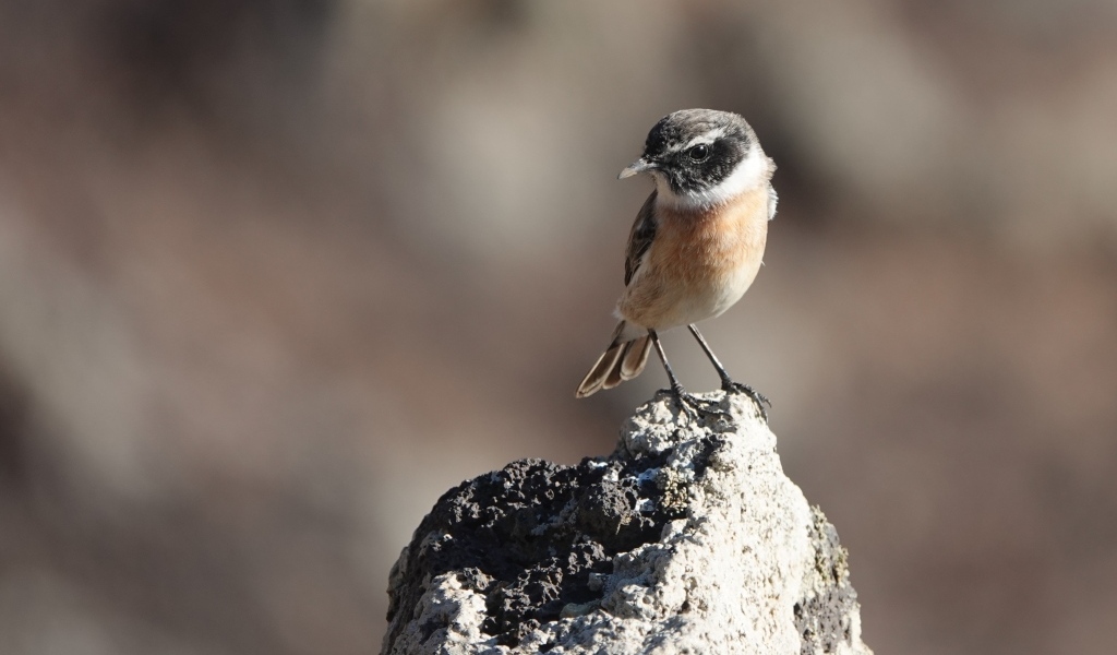 Маленькая птица сидит на камне