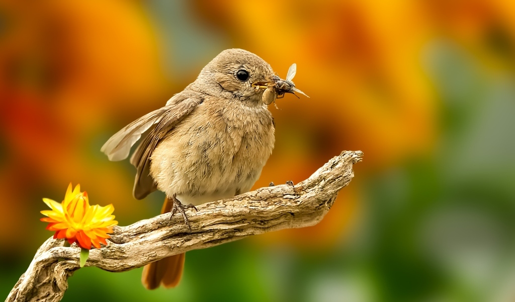 Маленькая птичка с насекомым в клюве 