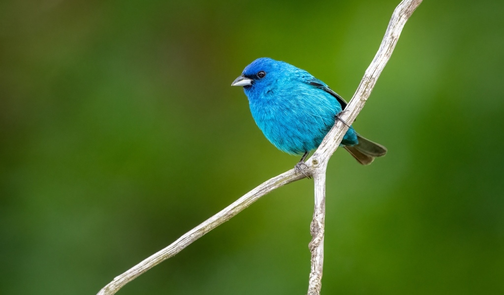 Маленькая голубая птичка сидит на ветке