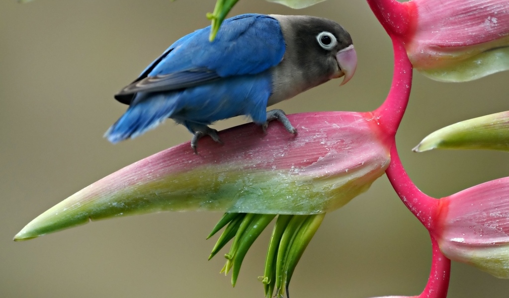 Маленький синий попугай сидит на цветке