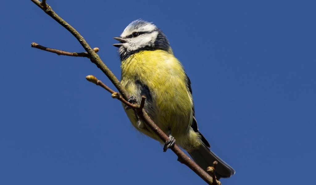Маленькая птичка лазоревка на ветке дерева