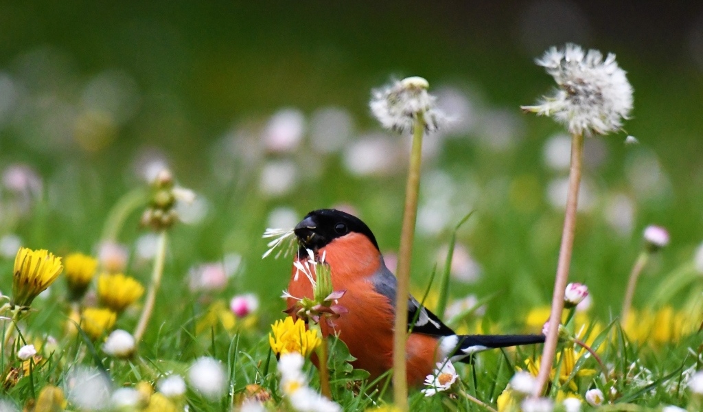 Маленький снегирь прячется в траве