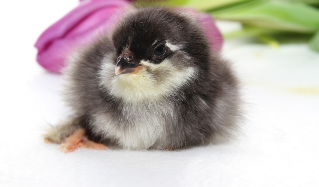 Маленький  цыпленок с тюльпанами на белом фоне 