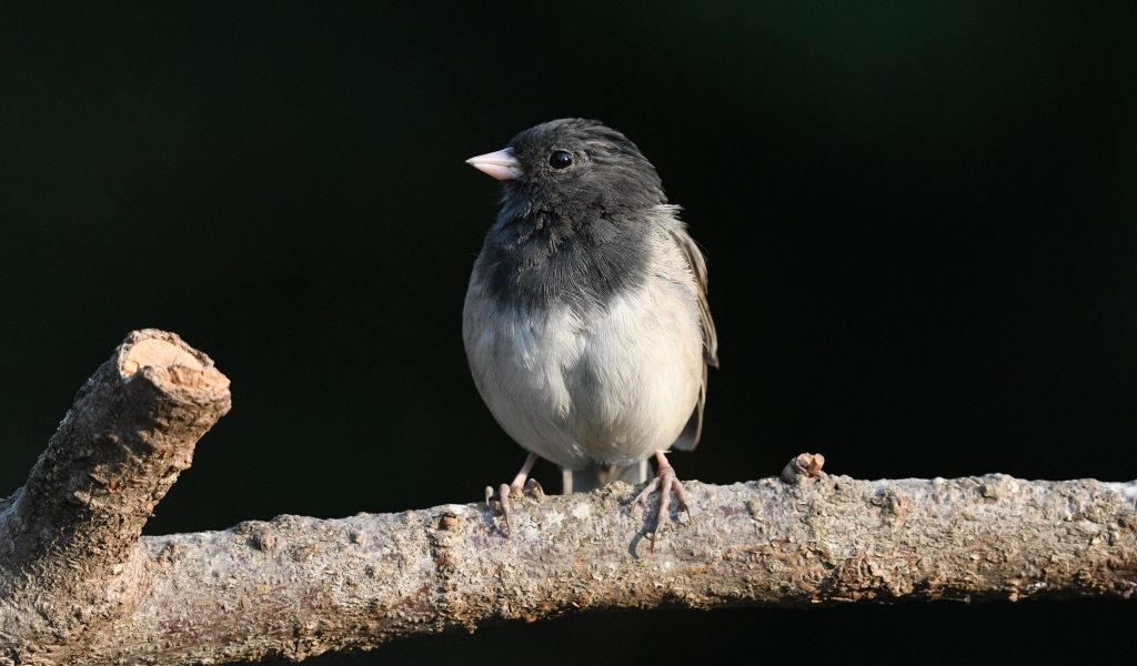 Маленький темноглазый юнко сидит на ветке дерева