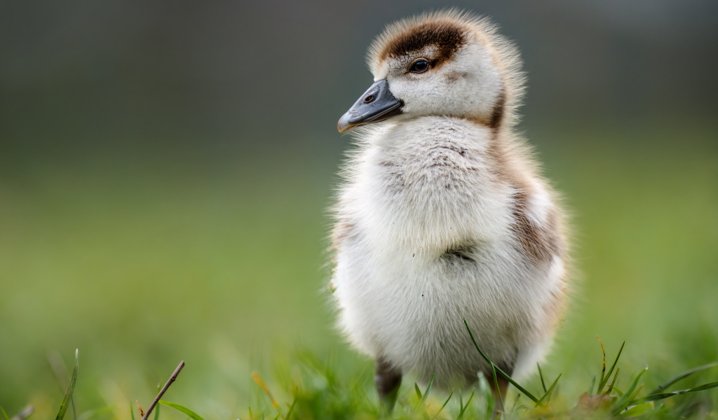 Маленький утенок стоит на зеленой траве