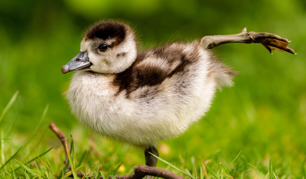 Маленький утенок разминает лапки