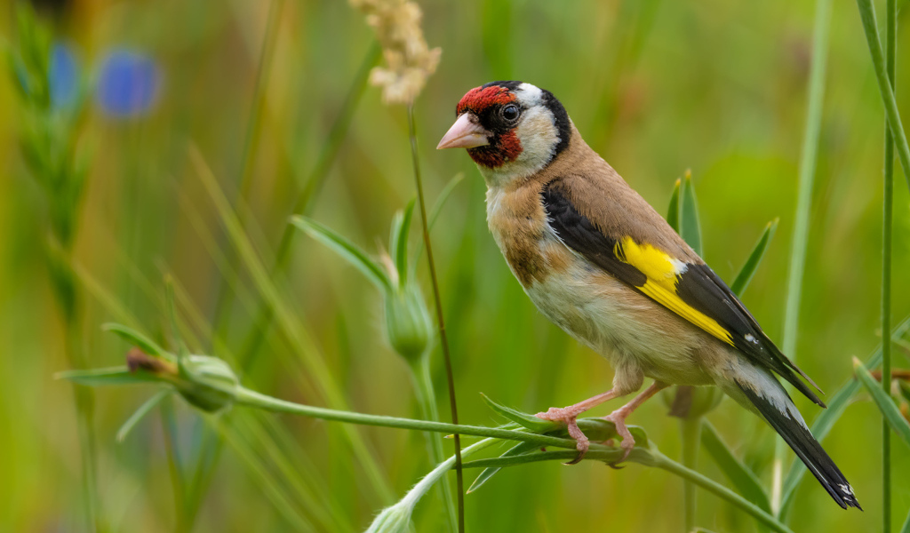 Маленький щегол сидит на траве